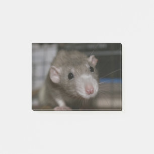 Post-it® Rat curieux