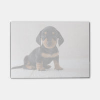 Séance miniature de teckel