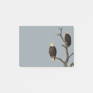 Post-it® Silence Wonders Publie Ses Notes Sur Les Aigles