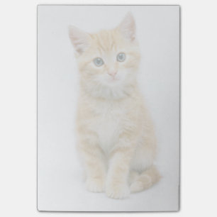 Post-it® Sweet Orange Tabby