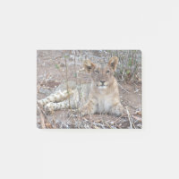 Un Lion Cub Avec Un Regard Doux Et Innocent.
