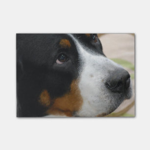 Post-it® Un plus grand chien suisse de montagne