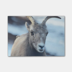Post-it® Visage d'un mouflon d'Amérique