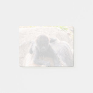 Post-it® Willie B III à Zoo Atlanta (2023)