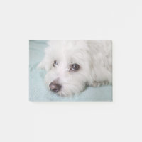 Yeux de Tulear Puppy de coton