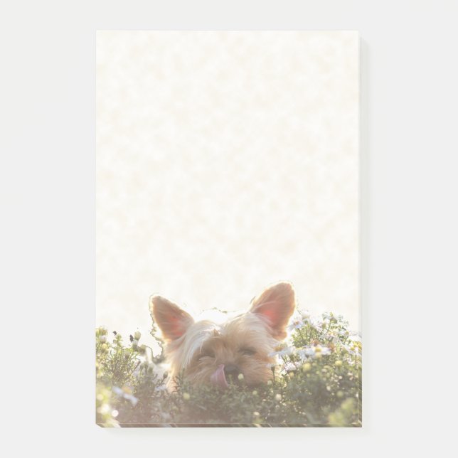 Post-it® Yorkshire Terrier s'étendant dans Sun léchant des (Devant)
