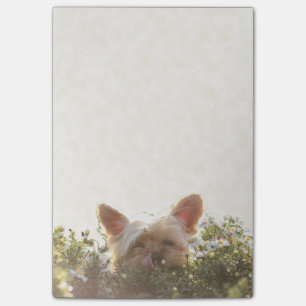 Post-it® Yorkshire Terrier s'étendant dans Sun léchant des