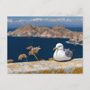 Postal gaviota in the Cíes Islands Postcard