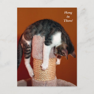 Postale Accroche-toi là Humoristique Tabby Cat Carte posta