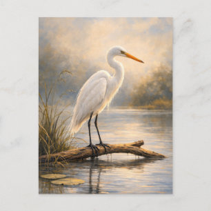 Postale Aigrette à tête noire Faune côtière Carte post