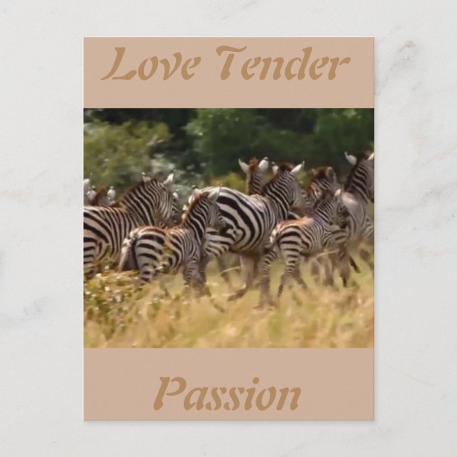 Postale Amour tendre passion Carte cool africaine Zèbre (Devant)
