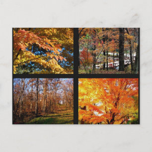 Postale Arbres d'automne en Arkansas Photographie Carte po