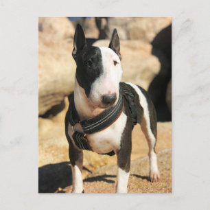 Postale Beau Anglais Bull Terrier Carte photo