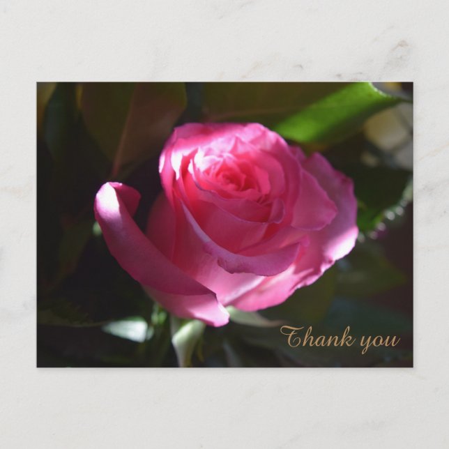 Postale Belle carte rose rose (Devant)