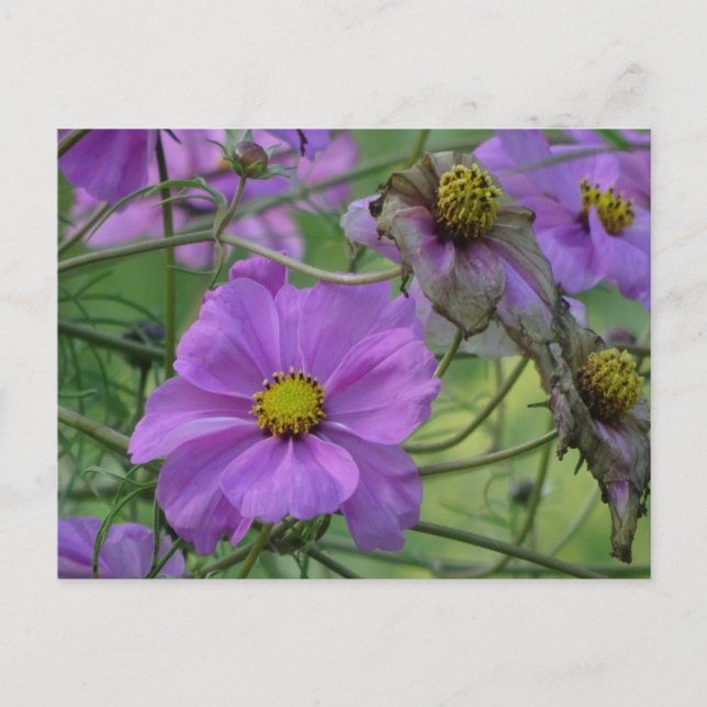 Postale Belles Fleurs de Cosmea do-it-yourself Carte Posta (Devant)