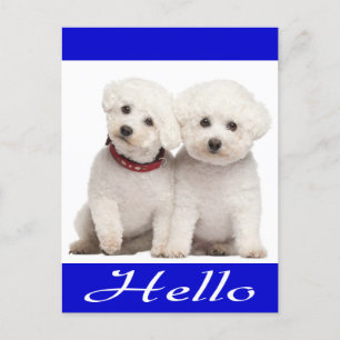 Postale Bichon Frise Chien Chien Chien Bonjour Carte de po