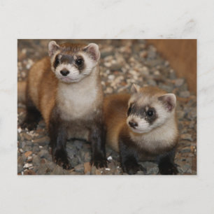 Postale Black Footed Ferret Wildlife Series # 7 Carte post