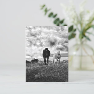 Postale Black White Horse Greeting Photographie, Carte pos