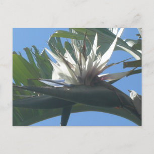 Postale Bleu Blanc Strelitzia Fleur do-it-yourself Carte p