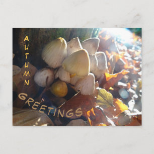 Postale Bonjour Automne Toadstools Sunny Cust. Carte posta