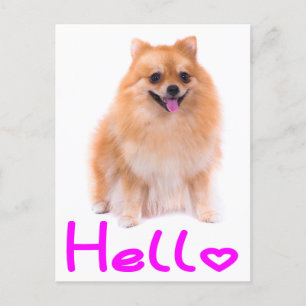 Postale Bonjour Poméranie Chien Chien Chien Blanc Carte po