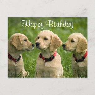 Postale Bonne Anniversaire Golden Retriever Puppies Carte 
