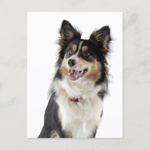 Postale Bordure Collie Chien Chien Chien Chien Grey Carte 