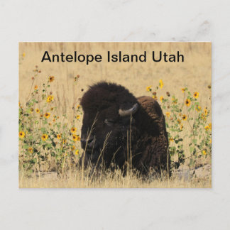 Postale Buffle sur l'île Antelope dans l'Utah Carte postal