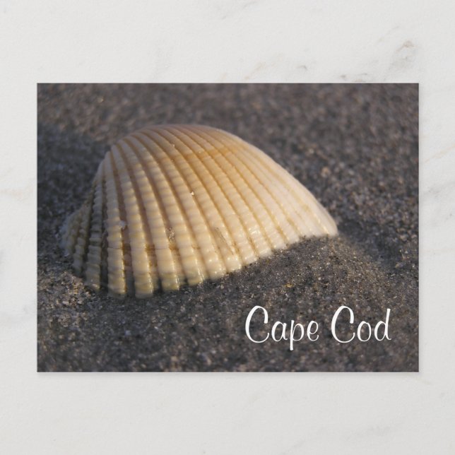 Postale Cape Cod Seashell sur la carte de poste de plage (Devant)