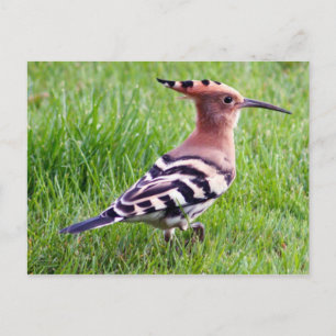 Postale Carte à capot