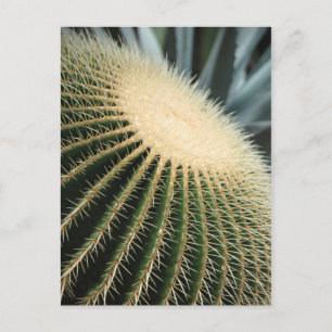 Postale Carte Cactus