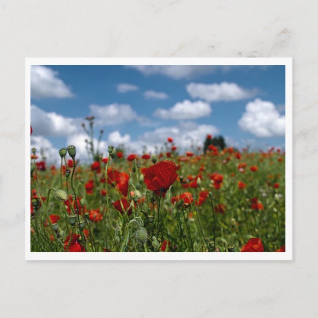 Postale carte champs de coquelicot (Devant)