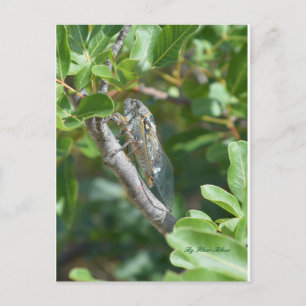 Postale Carte cigale