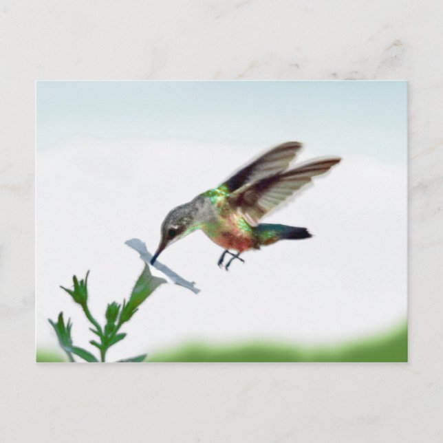 Postale Carte Colibri (Devant)
