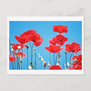 Postale Carte Coquelicots de Provence
