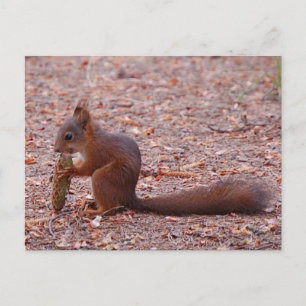 Postale Carte Cute écureuil