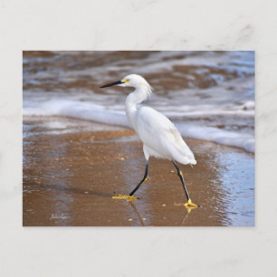 Postale Carte d'aigrette blanche de plage carte de note de