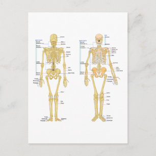 Postale Carte d'anatomie marquée du squelette humain