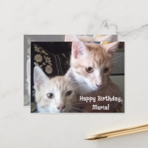 Postale Carte d'anniversaire avec photo de chats recto et 