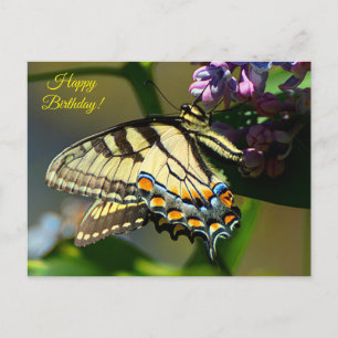 Postale Carte d'anniversaire Papillon Tigre