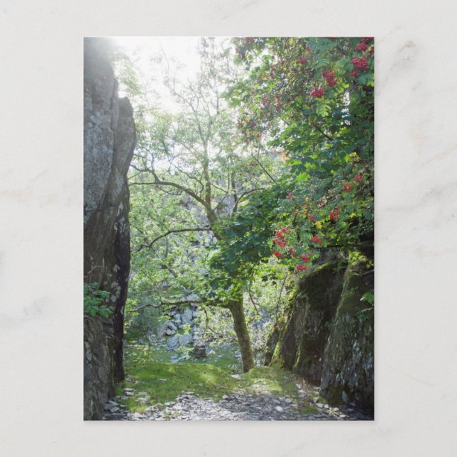 Postale Carte de carrière Tilberthwaite Rowan Tree (Devant)