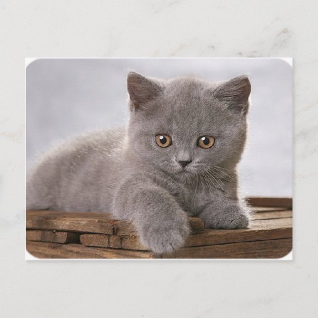 Postale carte de chaton gris mignon (Devant)