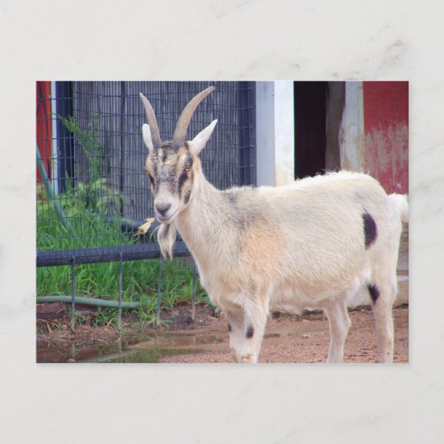 Postale carte de chèvre (Devant)