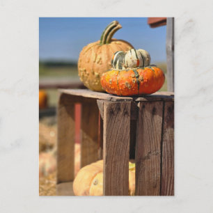 Postale Carte de citrouille et de gourde