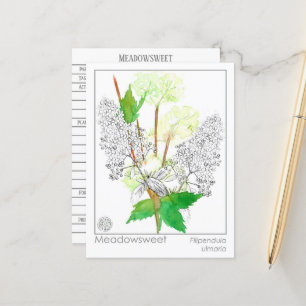 Postale Carte de connaissances Meadowsweet Herb Materia Me