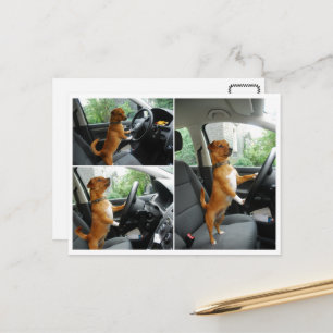 Postale Carte de félicitations pour le permis de conduire 