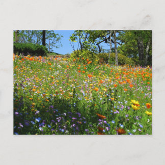 Postale Carte de fleurs sauvages de Napa