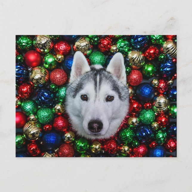 Postale Carte de Noël Sibérienne Husky (Devant)