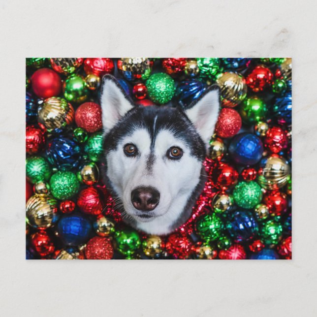 Postale Carte de Noël Sibérienne Husky (Devant)