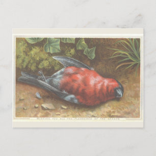 Postale Carte de Noël Victorian Dead Bird
